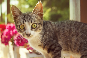 grey small cat with big green and yellow eyes smells blade of grass