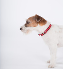 Jack Russell Terrier profile on white background.