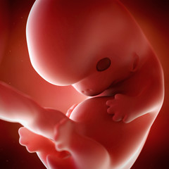medical accurate 3d illustration of a fetus week 8