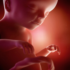 medical accurate 3d illustration of a fetus week 20