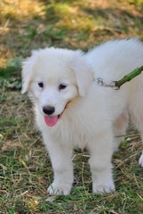 Cucciolo di cane pastore maremmano abruzzese