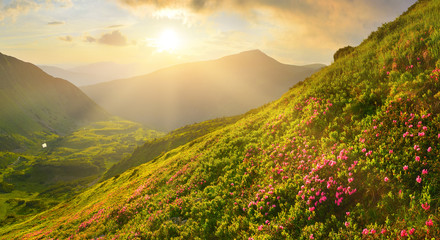 Rosebay in sunset mountains