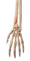 medical accurate illustration of the extensor pollicis brevis