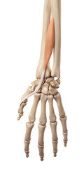 medical accurate illustration of the extensor pollicis longus