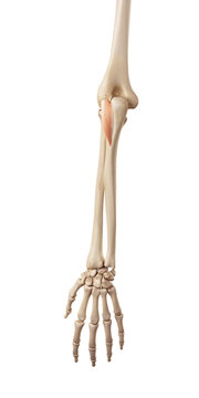 medical accurate illustration of the anconeous