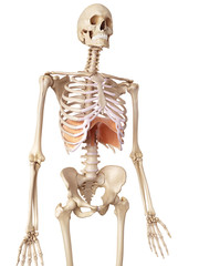 medical accurate illustration of the diaphragm