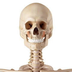 medical accurate illustration of the zygomaticus minor