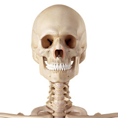 medical accurate illustration of the nasalis transverse