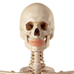 medical accurate illustration of the orbicularis oris