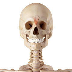 medical accurate illustration of the procerus