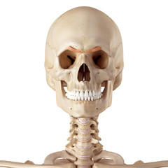 medical accurate illustration of the corrugator supercilii