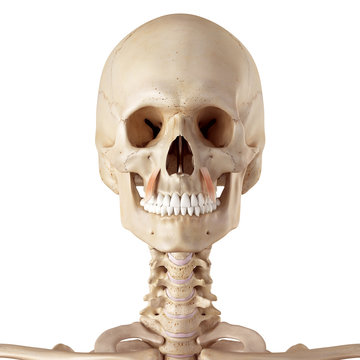 medical accurate illustration of the levator anguli oris