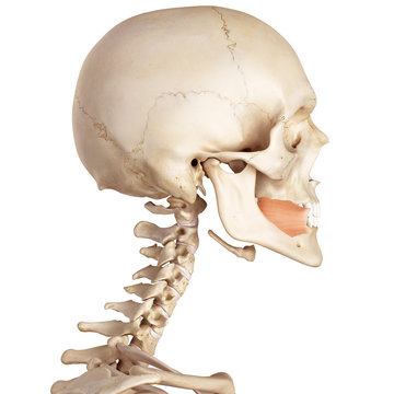 medical accurate illustration of the buccinator