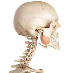 medical accurate illustration of the masseter superior