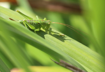 Grashüpfer