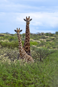 Namibia,giraffes (giraffa camelopardalis) in the Omaruru reserve