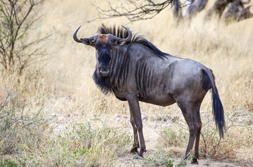 Namibia, wildebeests (connochaetes gnou) in the Omaruru reserve