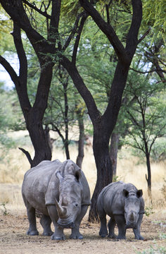 Namibia,white rhinoceros (ceratotherium simum) in Omaruru reserve