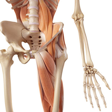 medical accurate illustration of the hip and leg muscles