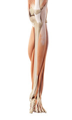 medical accurate illustration of the lower leg muscles