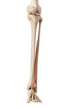 medical accurate illustration of the extensor hallucis longus