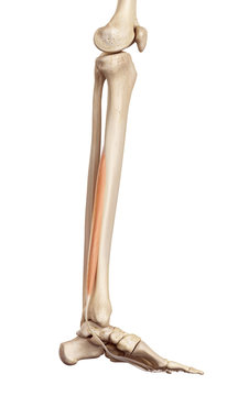 Medical Accurate Illustration Of The Flexor Digitorum Longus