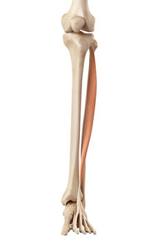 medical accurate illustration of the extensor digitorum longus