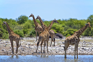Namibia,Owamboland,giraffe (giraffa camelopardis) near a pond in the Etosha National Park