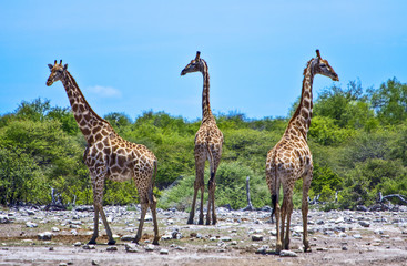Naklejka na ściany i meble Namibia,Owamboland,giraffe (giraffa camelopardis) near a pond in the Etosha National Park