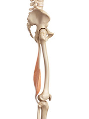 medical accurate illustration of the semimembranosus