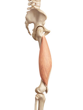 medical accurate illustration of the vastus lateralis