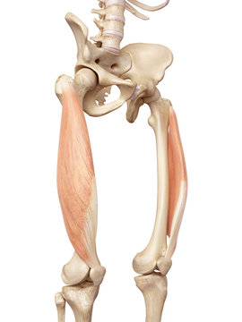 medical accurate illustration of the vastus lateralis