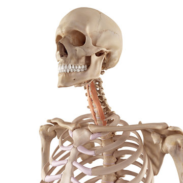 medical accurate illustration of the longus colli