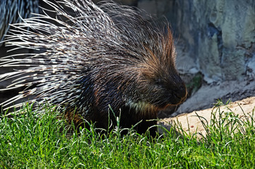 Porcupine