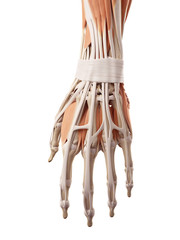 medical accurate illustration of the hand muscles
