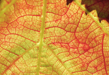 Colorful background of autumn leaf