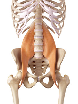medical accurate illustration of the psoas major