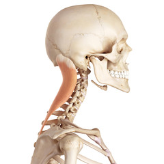 medical accurate illustration of the splenius capitis