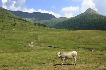 Fototapeta premium Italia,Trentino Alto Adige,