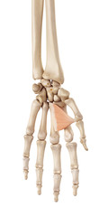 medical accurate illustration of the abductor pollicis