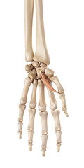 medical accurate illustration of the flexor pollicis brevis