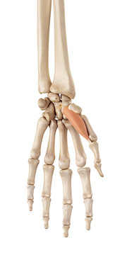 medical accurate illustration of the abductor pollicis brevis