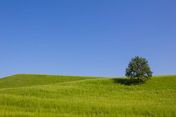 Naklejka na ściany i meble Single Tree Green Field Blue Sky