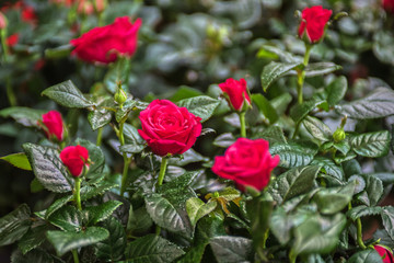 Beautiful red rose