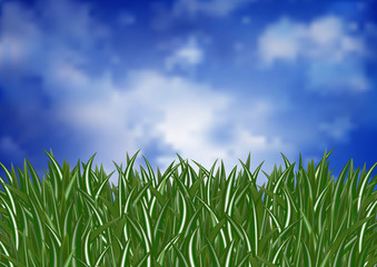 Obraz premium Green grass and sky