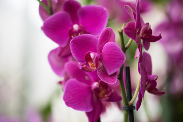 Fototapeta na wymiar orchids 