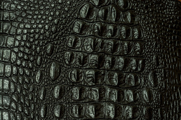 The texture of crocodile skin 