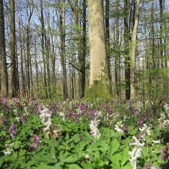 Obraz premium Lerchenspornblüte im Kalletal