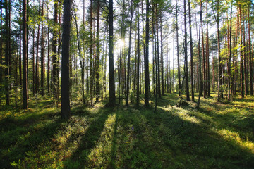 forest landscape in summer europe pine