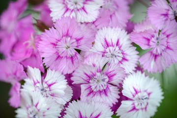 Obraz premium Wild carnation pink flowers. Macro photo with selective focus